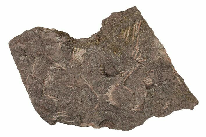 Ordovician Trilobite Mortality Plate - Tafraoute, Morocco #267374